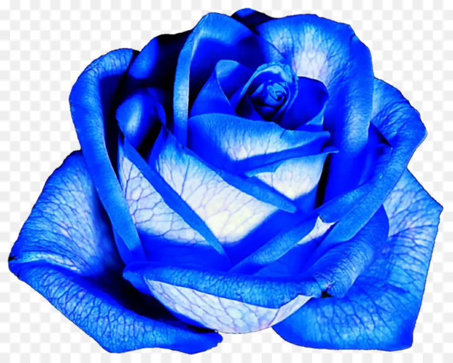 Rosa，Azul PNG