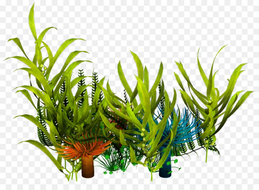 Plantas De Acuario，Acuático PNG