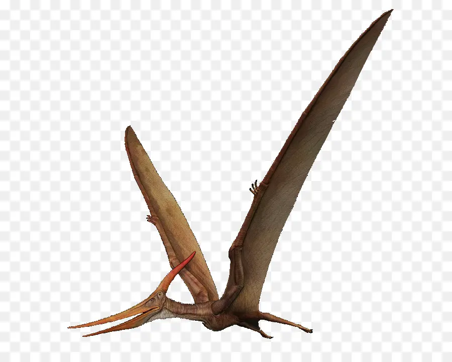 Pteranodon，Pterosaurios PNG