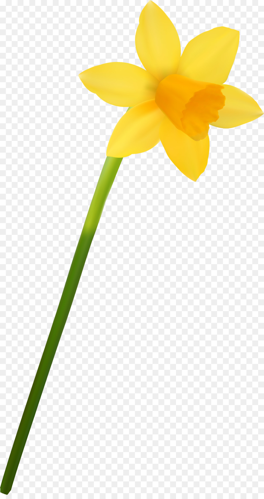 Narciso Amarillo，Provenir PNG