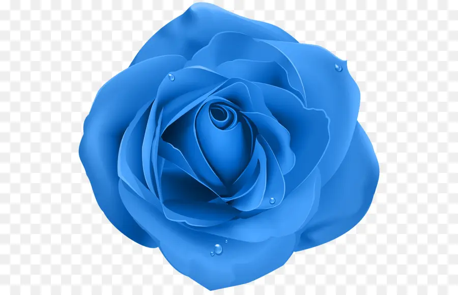 Rosa，Púrpura PNG