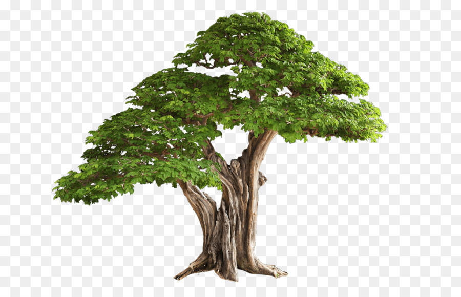 árbol，Iconos De Equipo PNG