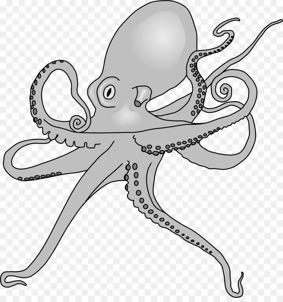 Pulpo，Dibujo PNG