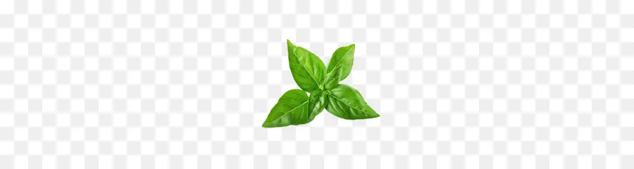 Hoja，Tallo De La Planta PNG