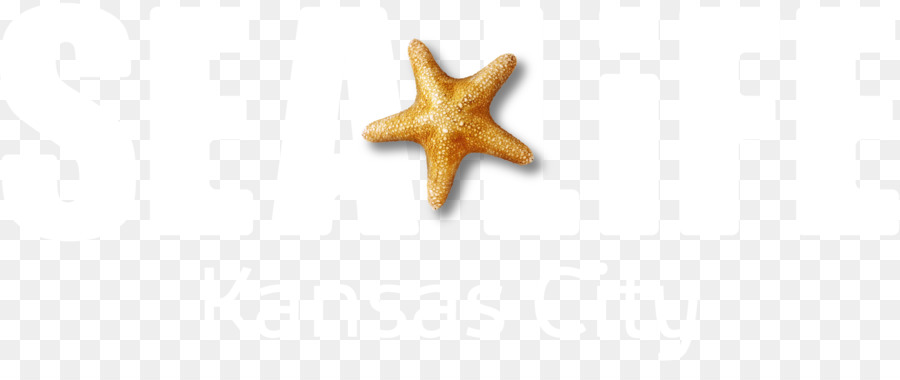 Estrella De Mar，Invertebrados Marinos PNG