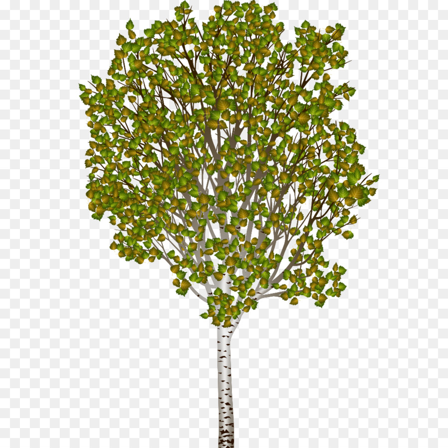 Silver Birch，árbol PNG