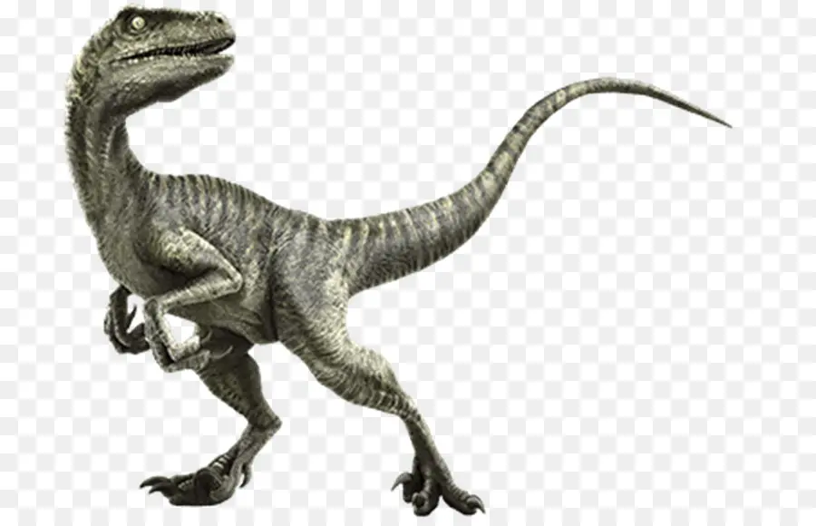 Velociraptor，Deinonychus PNG