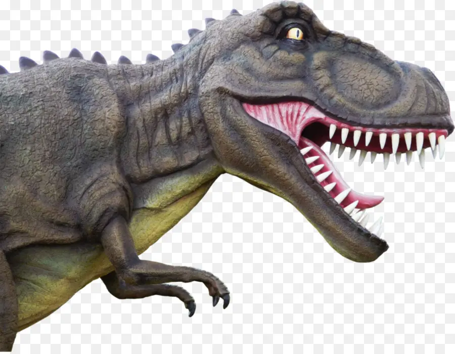 Tiranosaurio Rex，Dientes PNG