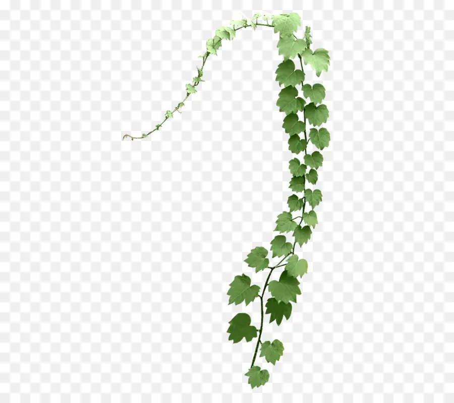 Hoja，árbol PNG