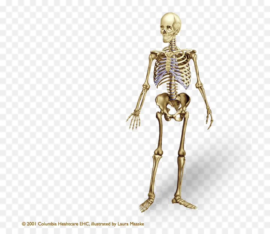 Esqueleto Humano，Cuerpo Humano PNG