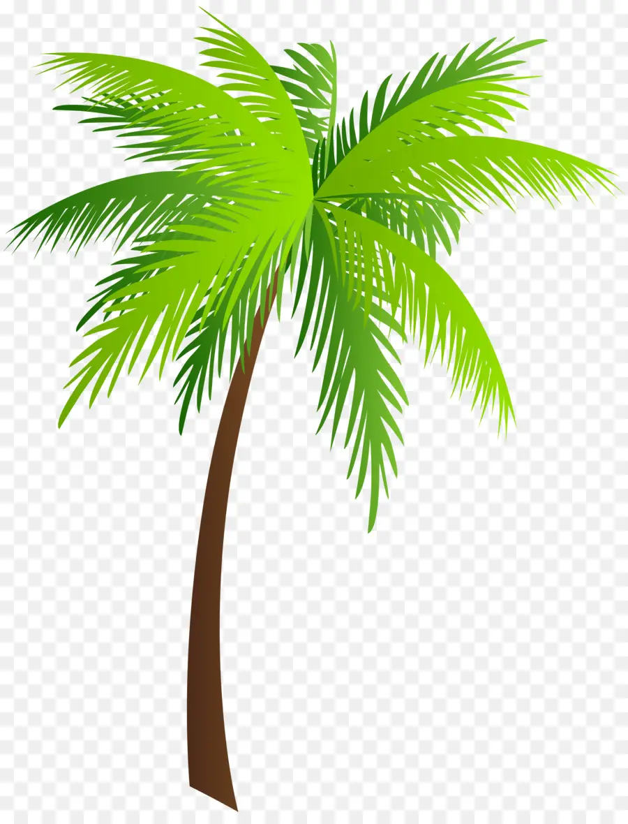 Palmera，Cocos PNG