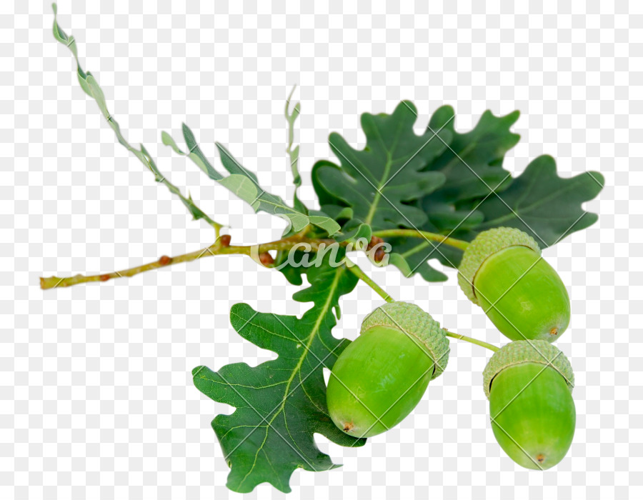 Bellotas Verdes，Hojas PNG