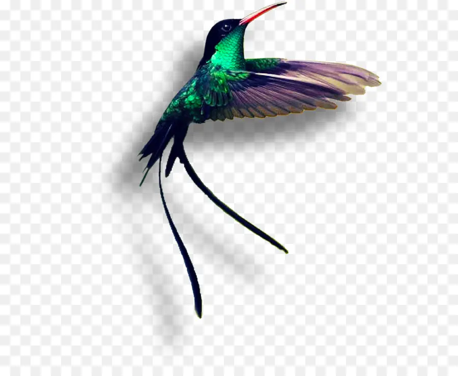 Jamaica，Colibrí PNG