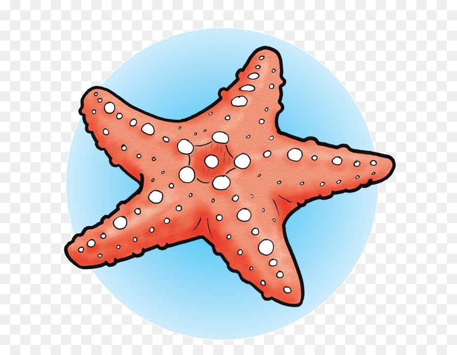 Estrella De Mar，Mar PNG