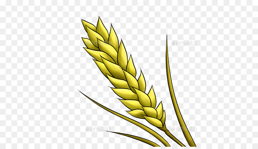 Planta De Arroz，Grano PNG