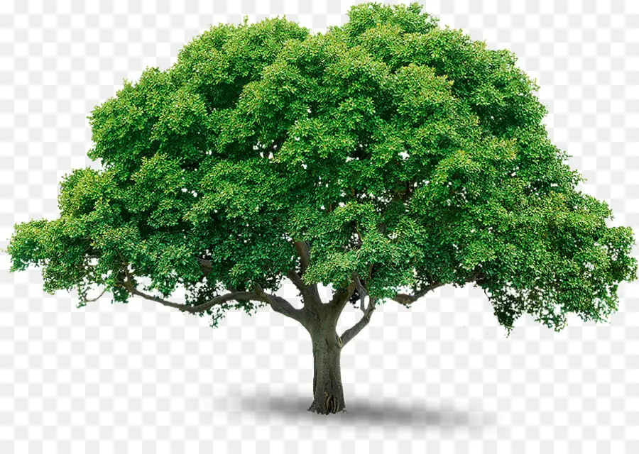 árbol，Etiqueta Engomada De La PNG