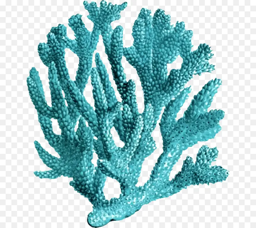 Coral，Arrecife De Coral PNG