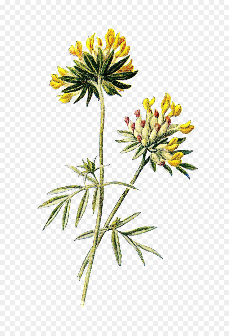 Flor Amarilla，Botánico PNG