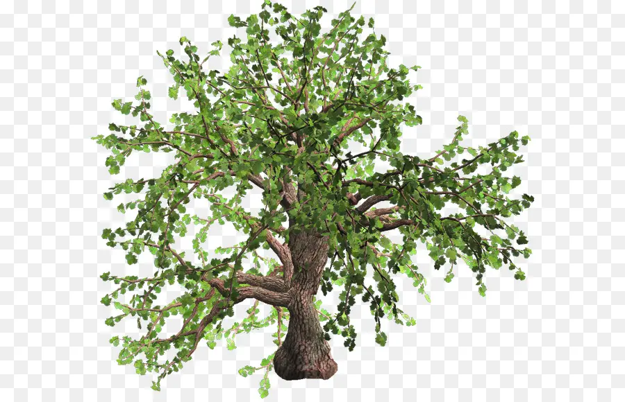 árbol Verde，Planta PNG