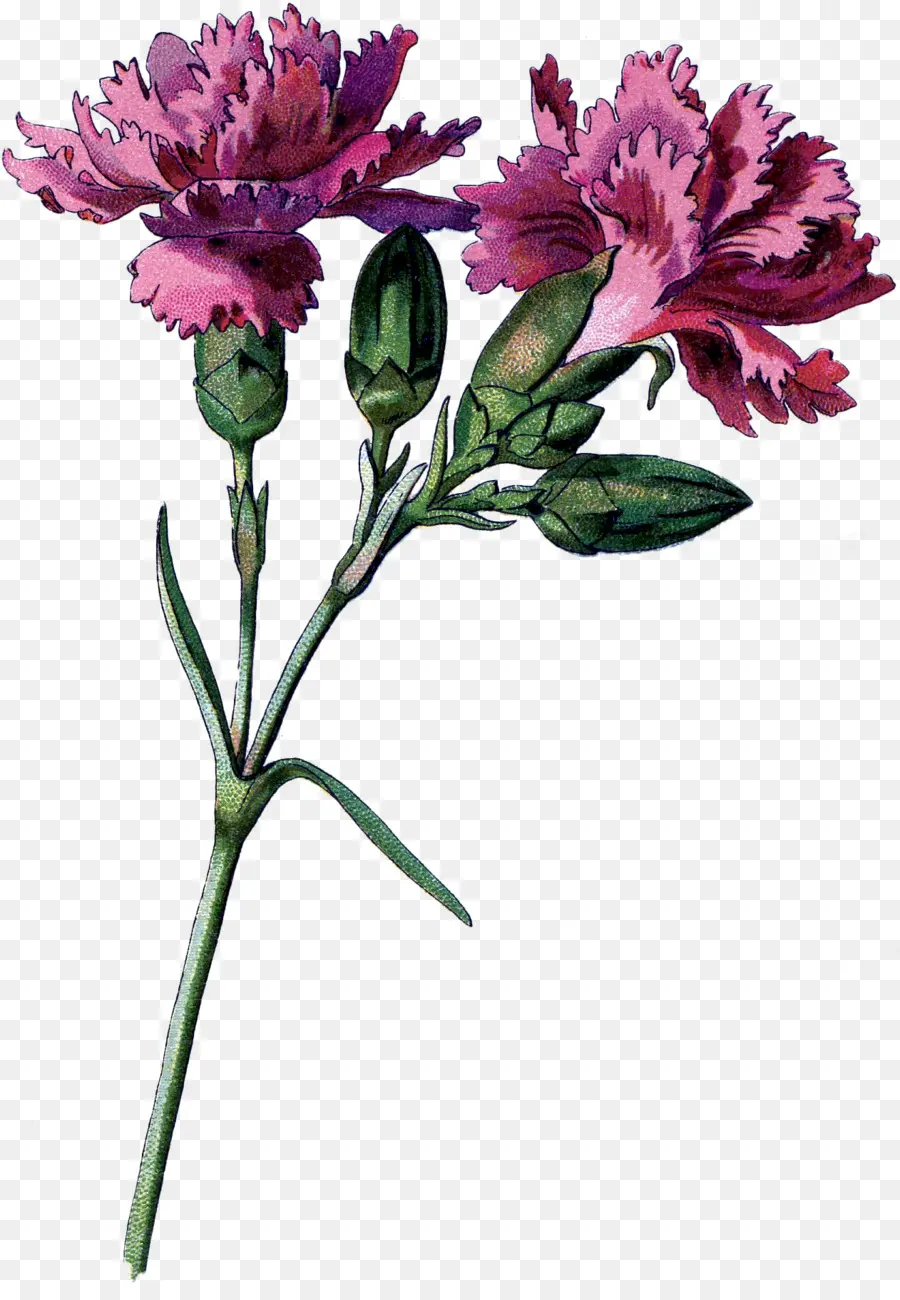 Flor，Cortar Flores PNG