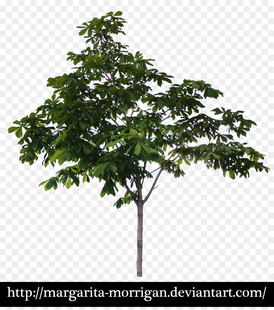 Margarita，árbol PNG