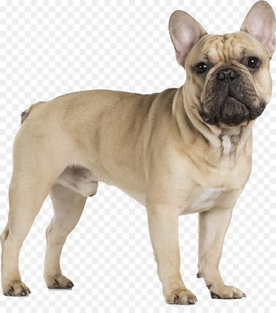 Bulldog Francés，Bulldog PNG