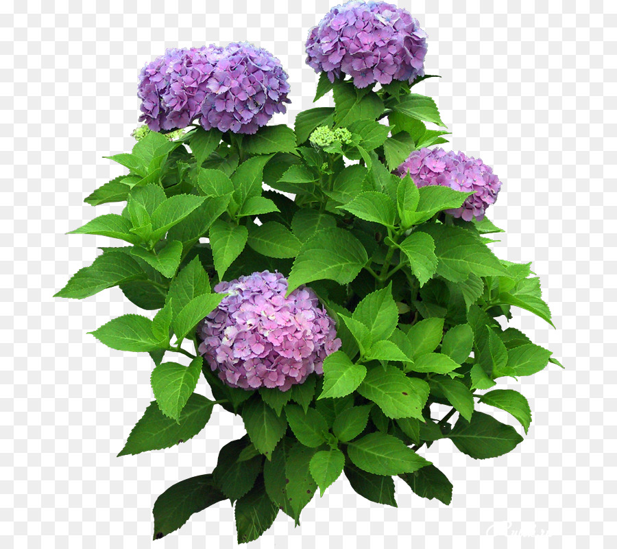 Hortensia，Púrpura PNG