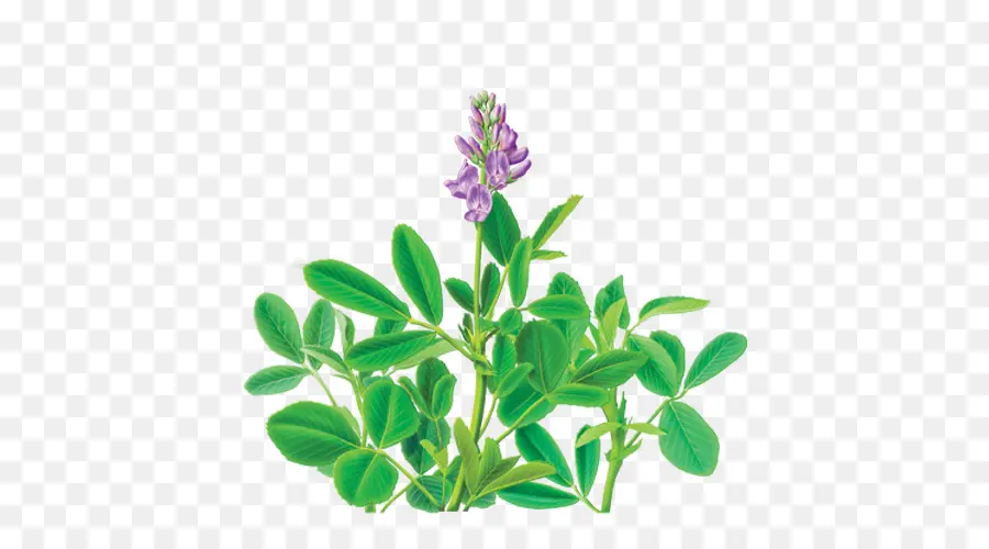 Té，La Alfalfa PNG