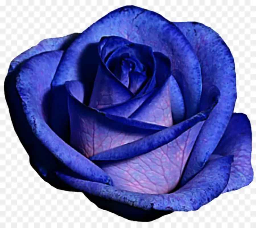 Rosas De Centifolia，Azul PNG