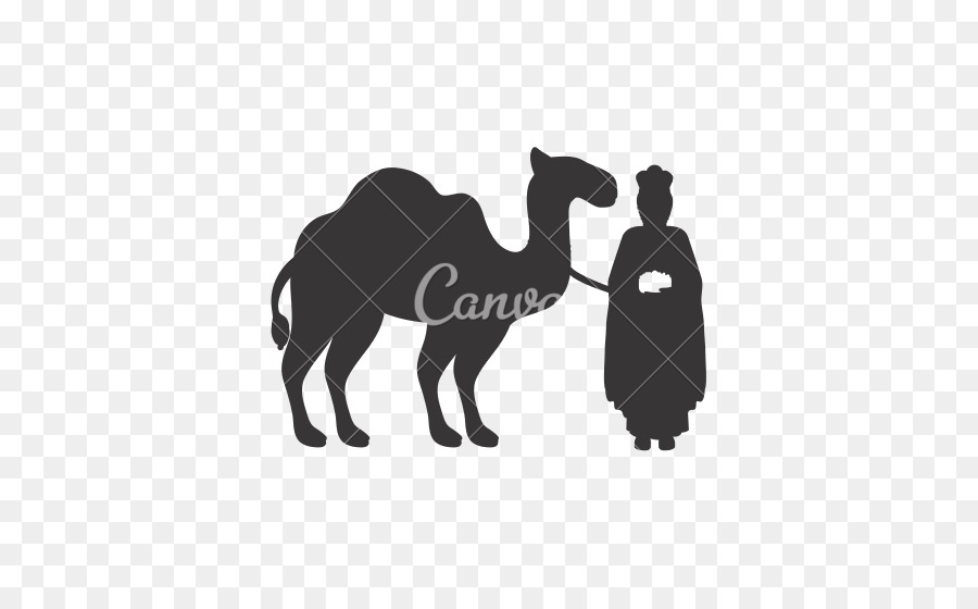 Camello，Dibujo PNG