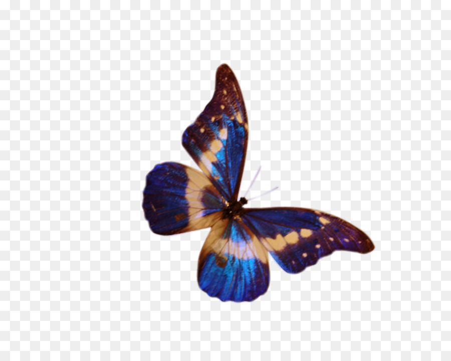 Mariposa，Fondo De Escritorio PNG