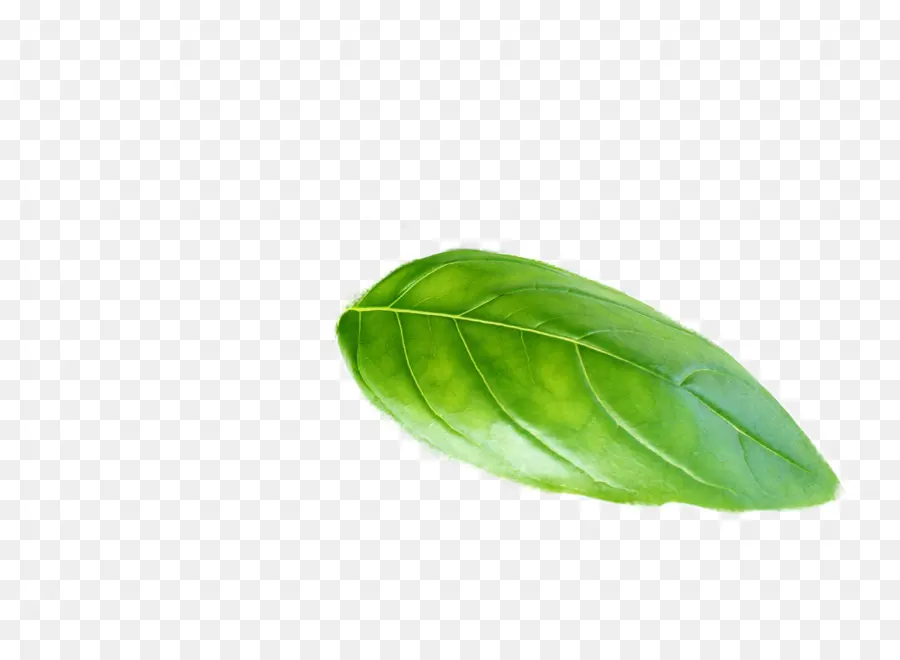 Hoja，Planta PNG