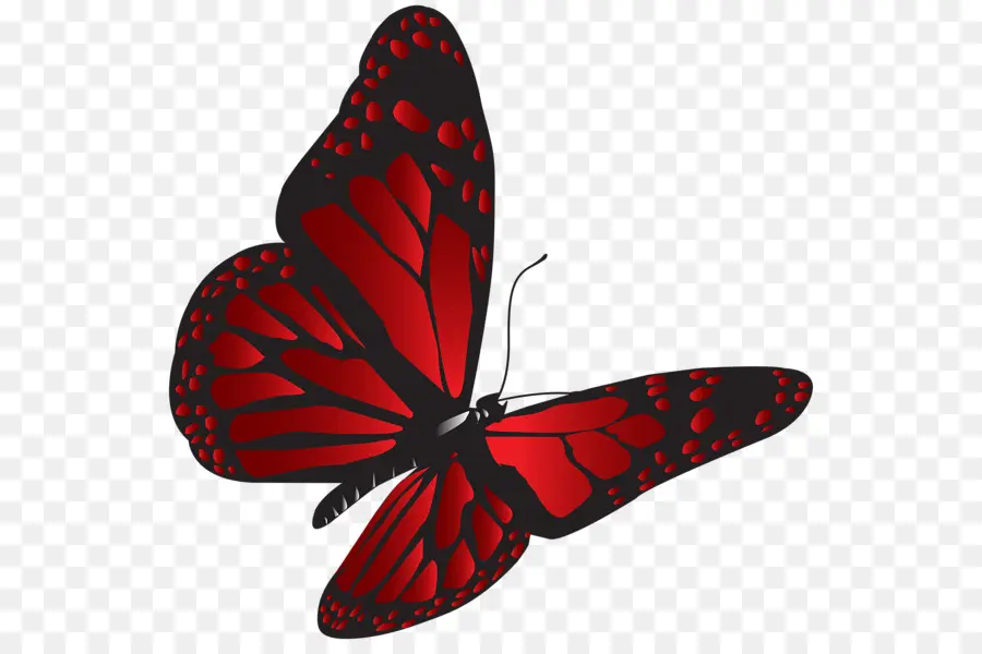 Mariposa，Rojo PNG