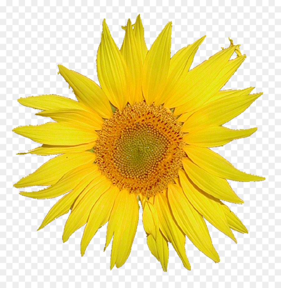 Girasol，Amarillo PNG