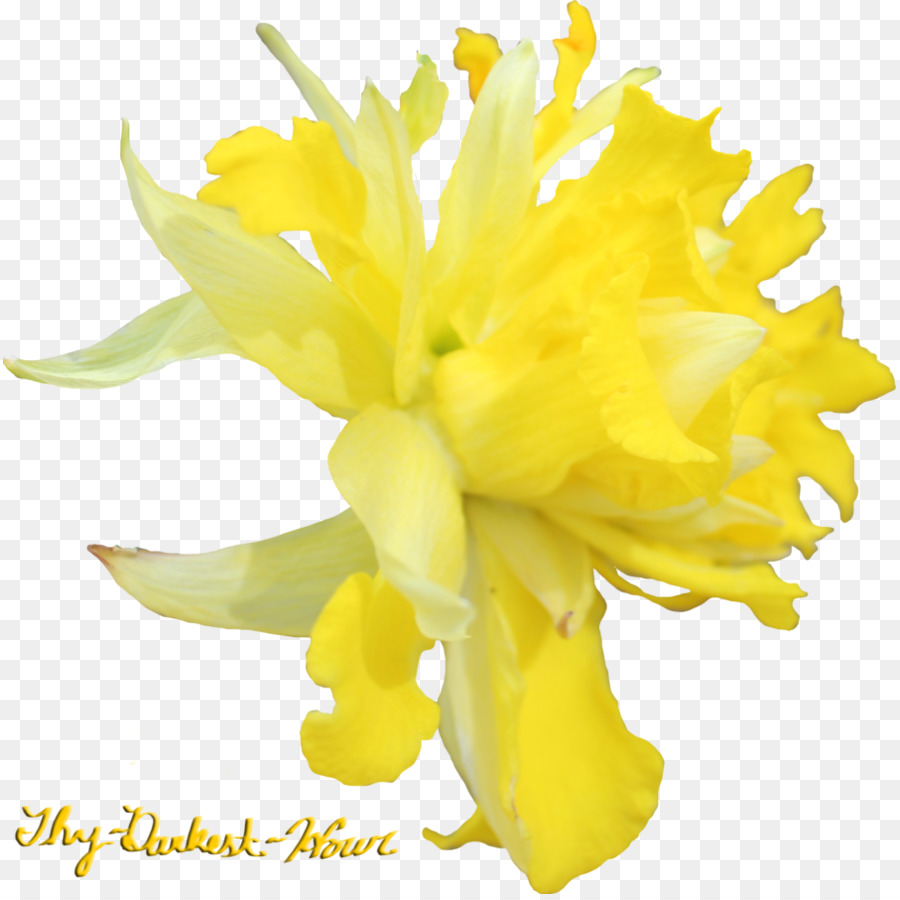 Flor，Narciso PNG