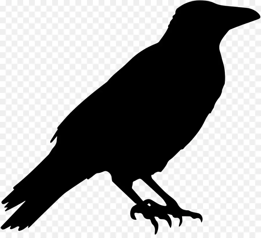 Común Raven，Cuervo PNG