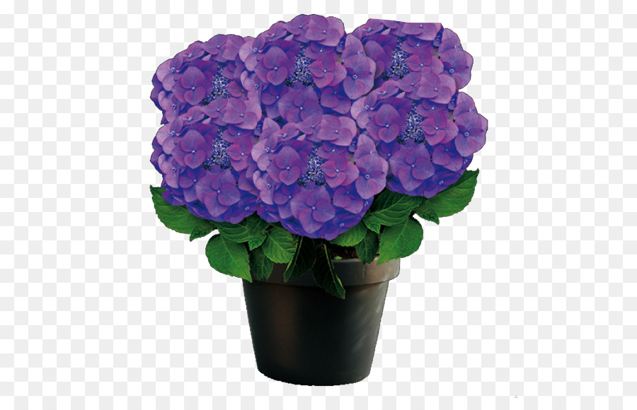 French Hydrangea，Púrpura PNG