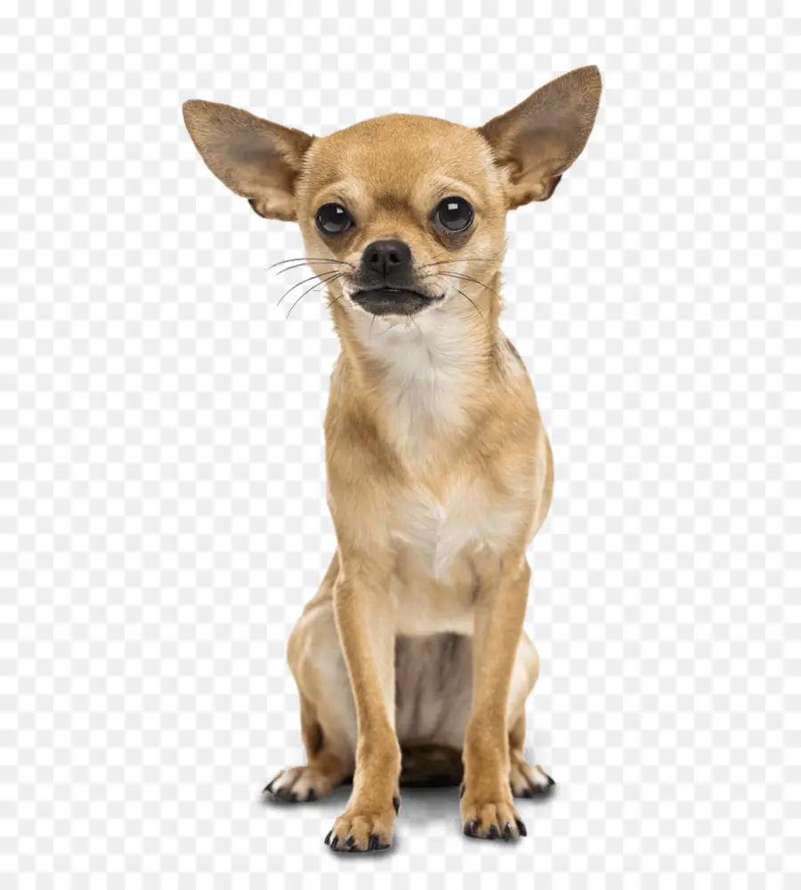 Perro Sonriente，Perro PNG