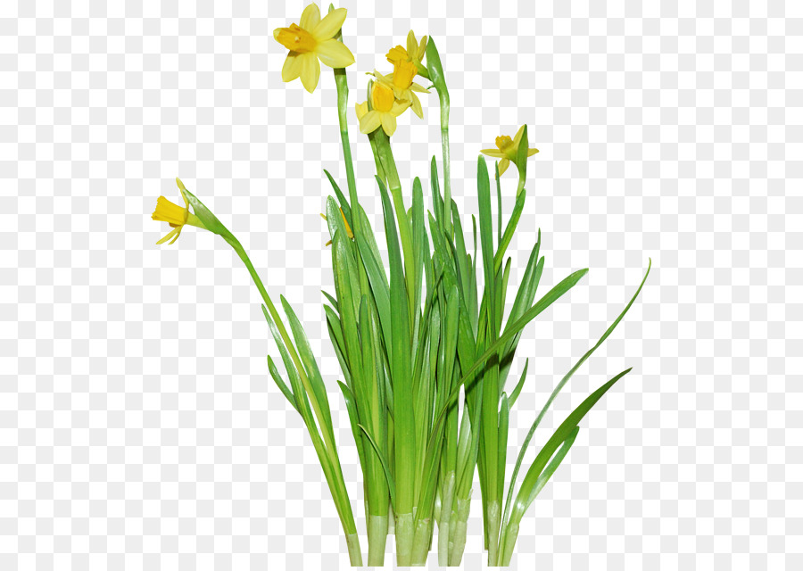 Narcisos，Amarillo PNG