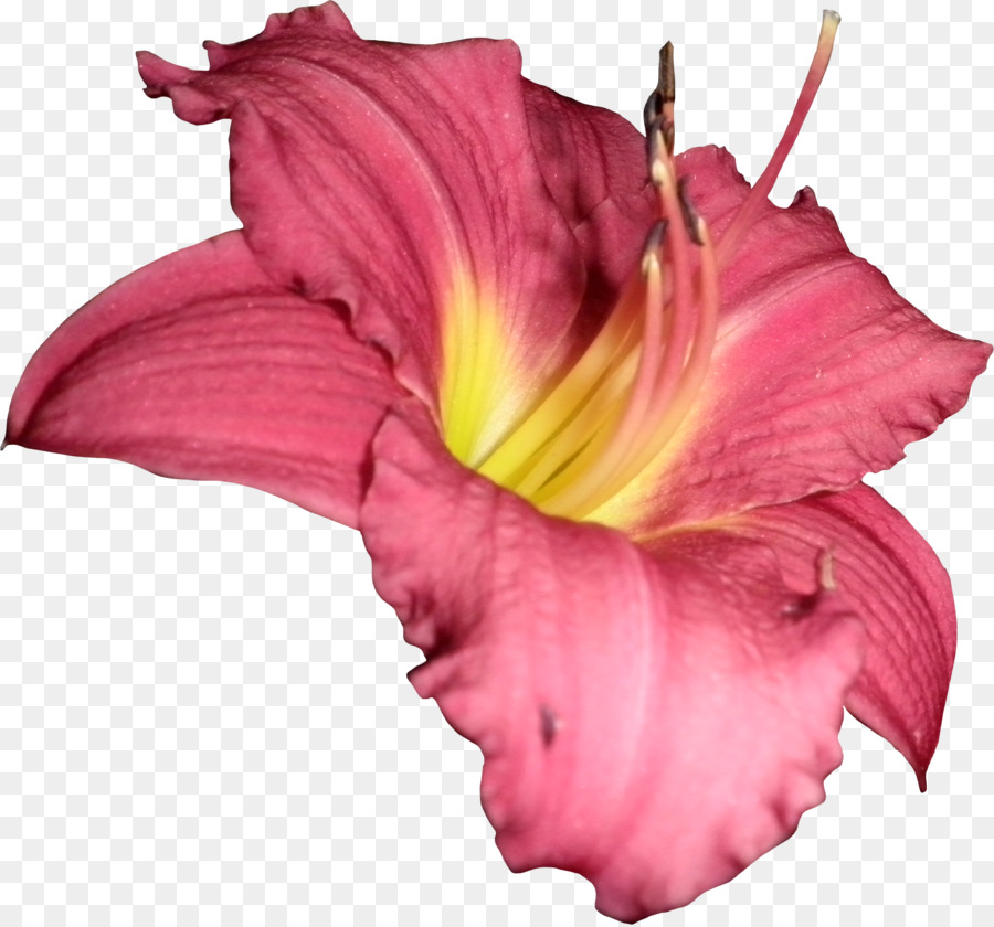 Flor，Photoscape PNG