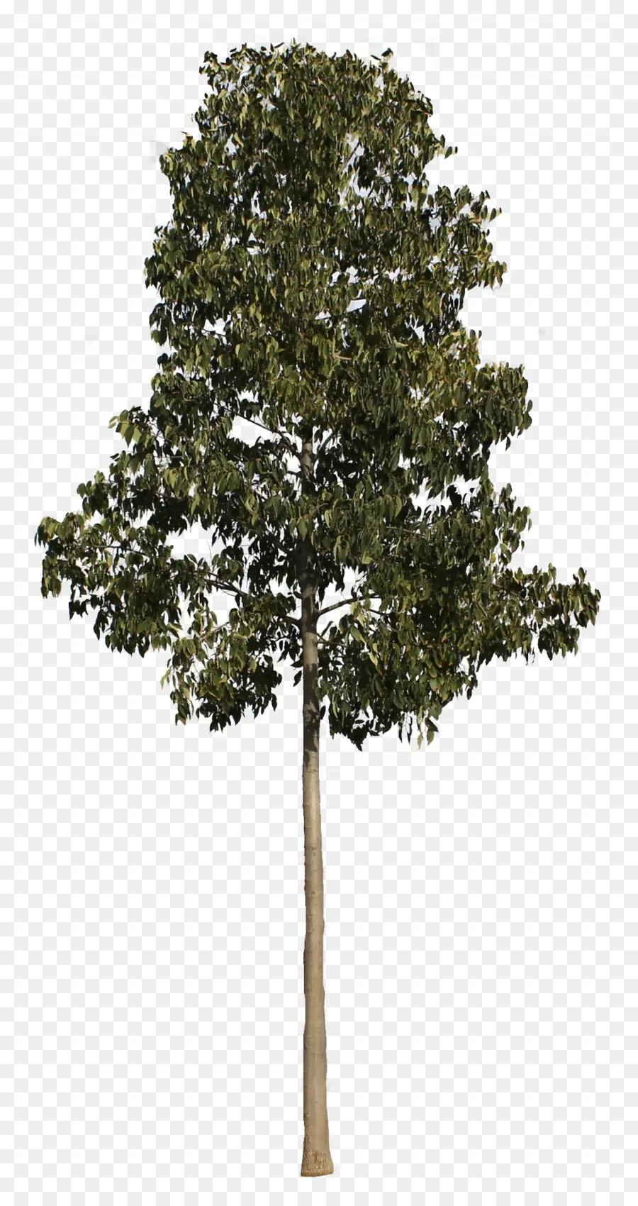 Árbol，Hojas PNG