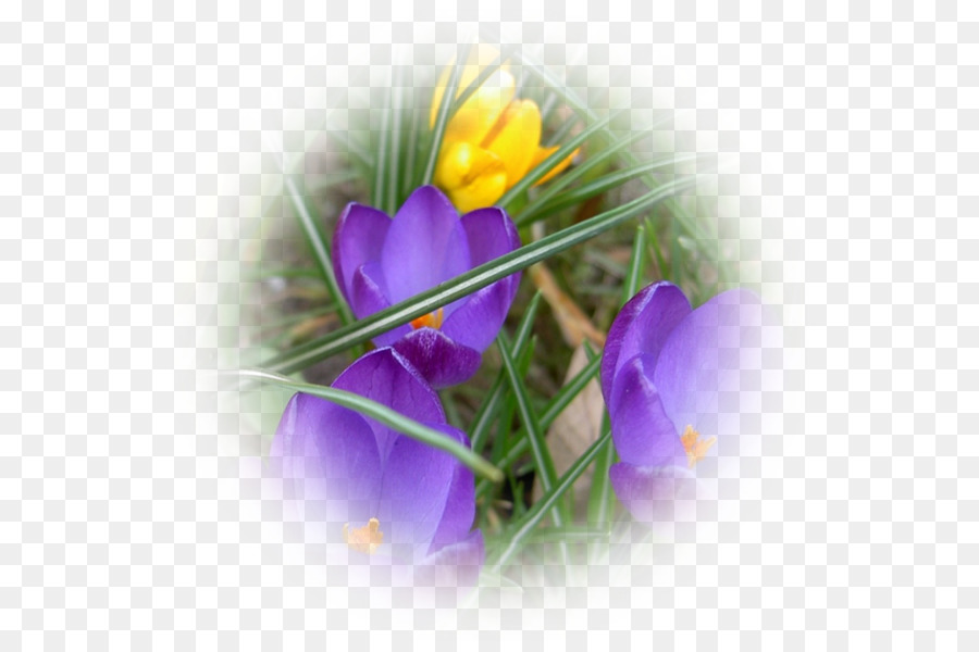 Flor，Violeta PNG