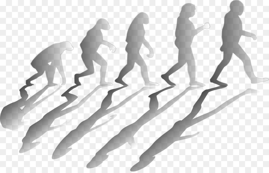 Silueta De Evolución，Evolución PNG