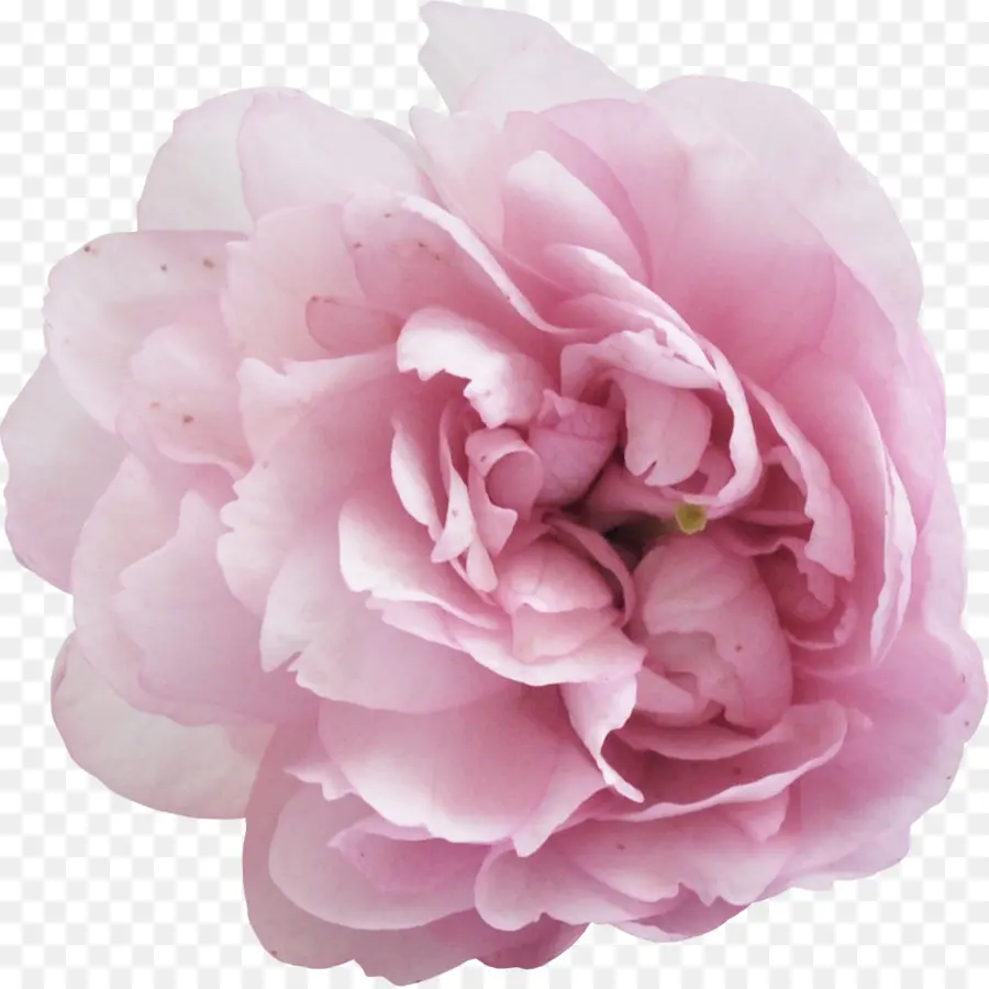 Flores Rosadas，Florecer PNG