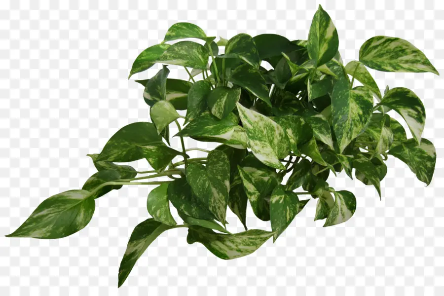 Diablo Ivy，Planta PNG