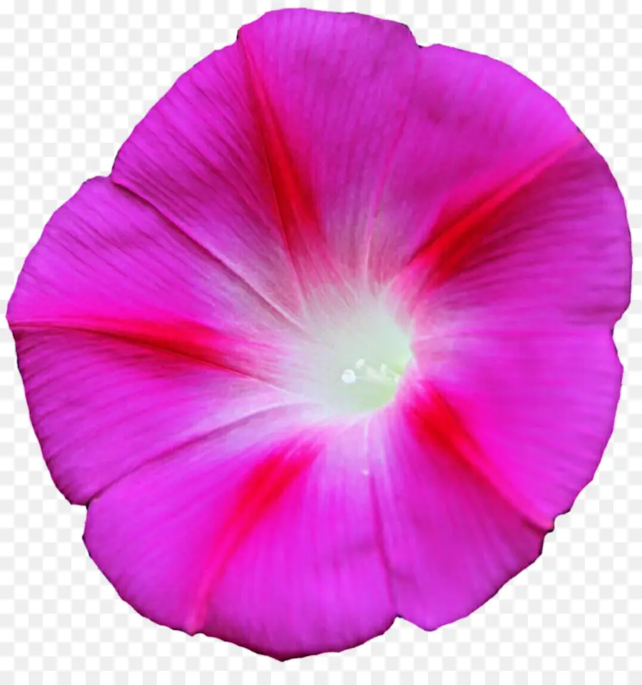 Ipomoea Purpurea，Ipomoea Carnea PNG