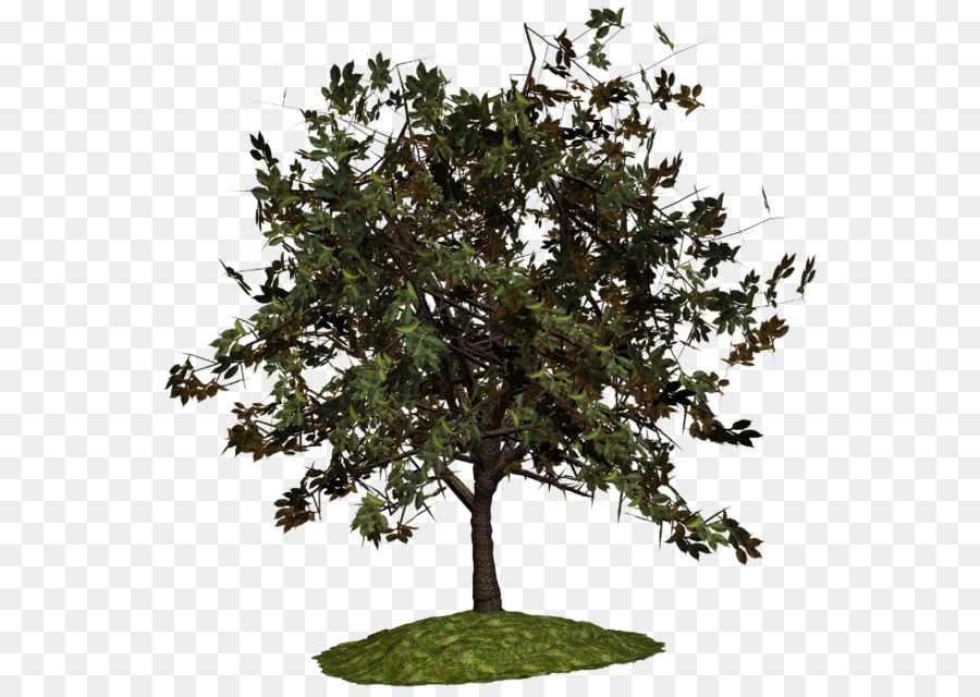 árbol，Sageretia Theezans PNG