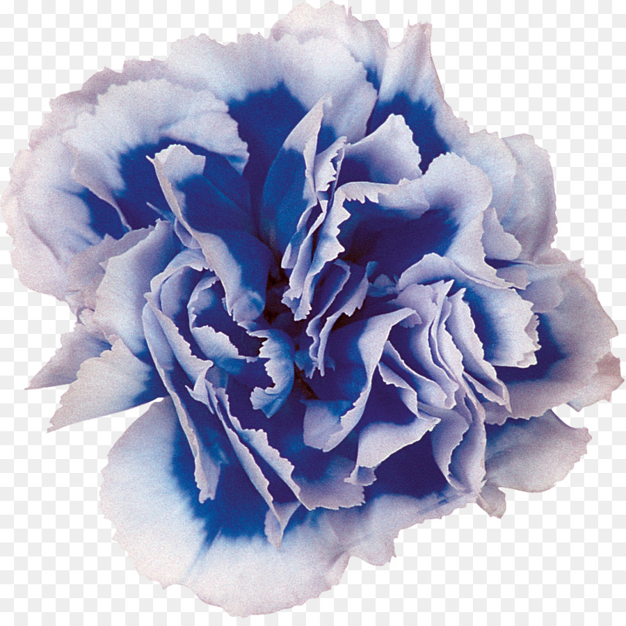 Azul，Flor PNG