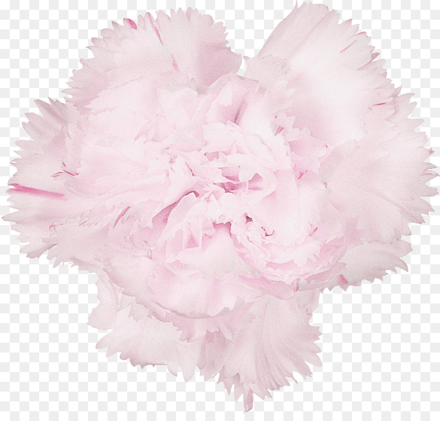 Pluma Rosa，Suave PNG