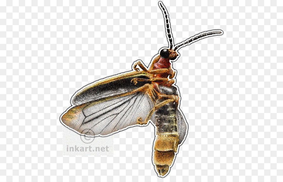 Luciérnaga Realista，Insecto PNG